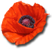 poppy